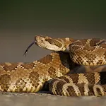 Rattlesnake Sounds | Indus Appstore | App Icon