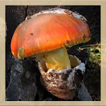 Mushroom Identification | Indus Appstore | App Icon