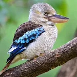 Kookaburra Sounds | Indus Appstore | App Icon