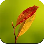 Leaf Wallpaper 4K | Indus Appstore | App Icon