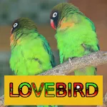 Master Kicau Lovebird | Indus Appstore | App Icon