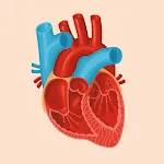 Human anatomy | Indus Appstore | App Icon