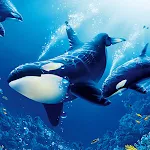 The Killer Whale | Indus Appstore | App Icon