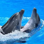 Dolphins Wallpapers | Indus Appstore | App Icon