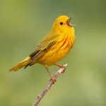 Bird Sounds and Ringtones | Indus Appstore | App Icon