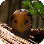 Cobra Video Live Wallpaper | Indus Appstore | App Icon