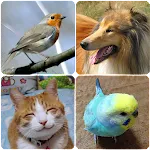 Animal Sounds (Bird,Dog,Cat) | Indus Appstore | App Icon