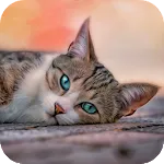 10000+ Cats Wallpapers | Indus Appstore | App Icon