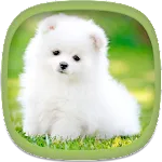 Cute Puppy Wallpapers | Indus Appstore | App Icon