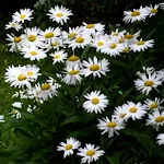 Daisies Live Wallpaper | Indus Appstore | App Icon