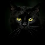 Black cats Live Wallpaper | Indus Appstore | App Icon