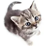 Save The Kitten | Indus Appstore | App Icon