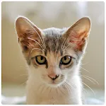 Real Cat Sounds | Indus Appstore | App Icon