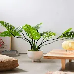 Philodendron Plant Guide | Indus Appstore | App Icon