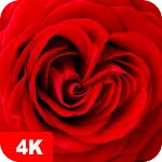 Rose Wallpapers 4K | Indus Appstore | App Icon