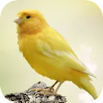 Canary Bird Sounds | Indus Appstore | App Icon