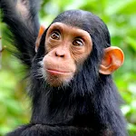 Chimpanzee sounds | Indus Appstore | App Icon