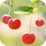 Sweet Cherry Live Wallpaper | Indus Appstore | App Icon