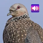 Spotted turtle dove bird calls | Indus Appstore | App Icon