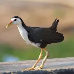 White-breasted waterhen Sounds | Indus Appstore | App Icon