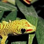 Gecko Sound Effects | Indus Appstore | App Icon