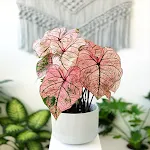 Caladium Ornamental Plant Guid | Indus Appstore | App Icon