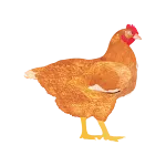 My Poultry Manager - Farm app | Indus Appstore | App Icon