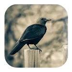 Crow Sounds | Indus Appstore | App Icon