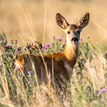 Deer Wallpapers | Indus Appstore | App Icon