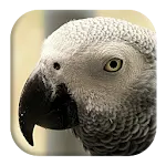 African Grey Parrot Sounds | Indus Appstore | App Icon