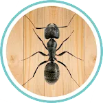 Ant Smasher | Indus Appstore | App Icon