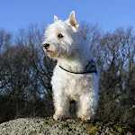 Terrier dog photos | Indus Appstore | App Icon