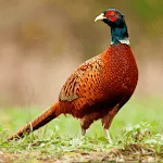 Pheasant Sounds | Indus Appstore | App Icon