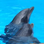 Dolphins - Sound to relax | Indus Appstore | App Icon