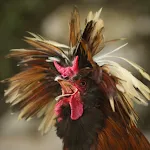 Funny Chicken Sounds | Indus Appstore | App Icon