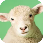 Sheep Sounds | Indus Appstore | App Icon