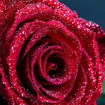 Red Rose Wallpaper 2020 | Indus Appstore | App Icon