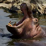 How God Saved Me From Hippos | Indus Appstore | App Icon