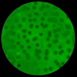 Microscope Virtual Cells Sim | Indus Appstore | App Icon