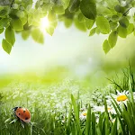 Green Spring Live Wallpaper | Indus Appstore | App Icon