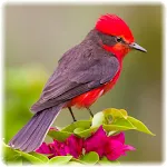 Bird Puzzle | Indus Appstore | App Icon