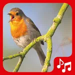 Bird sounds. Nice songs. | Indus Appstore | App Icon