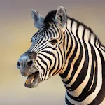 Zebra Sounds | Indus Appstore | App Icon