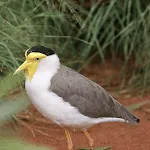 Australian Bird sounds | Indus Appstore | App Icon