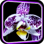 Orchid Video Live Wallpaper | Indus Appstore | App Icon