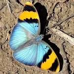 Butterfly Jigsaw Puzzles | Indus Appstore | App Icon