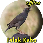 Jalak Kebo Gacor MP3 Offline | Indus Appstore | App Icon