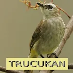 Master Kicau Trucukan | Indus Appstore | App Icon