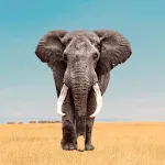 Elephant Sounds | Indus Appstore | App Icon