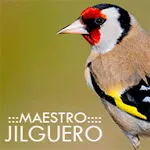 Maestro Jilguero | Indus Appstore | App Icon